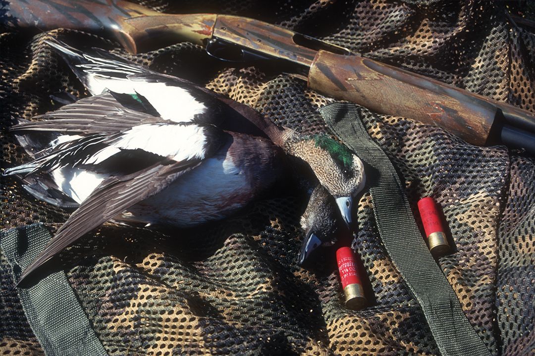 Lee shot this pair of wigeon drakes prior to moving to Arizona.